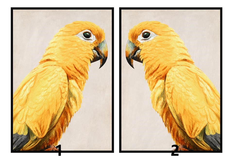 seinapilt Parrot