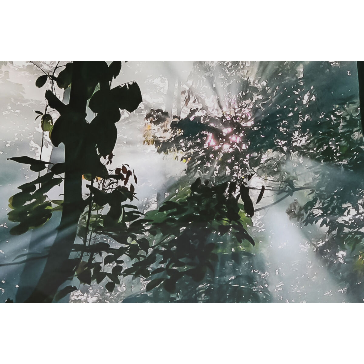 Seinapilt Bosque - Image 2